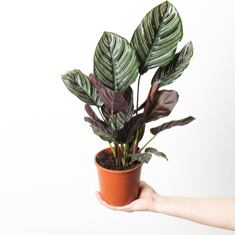 Calathea Ornata 14cm Plants GrowTropicals