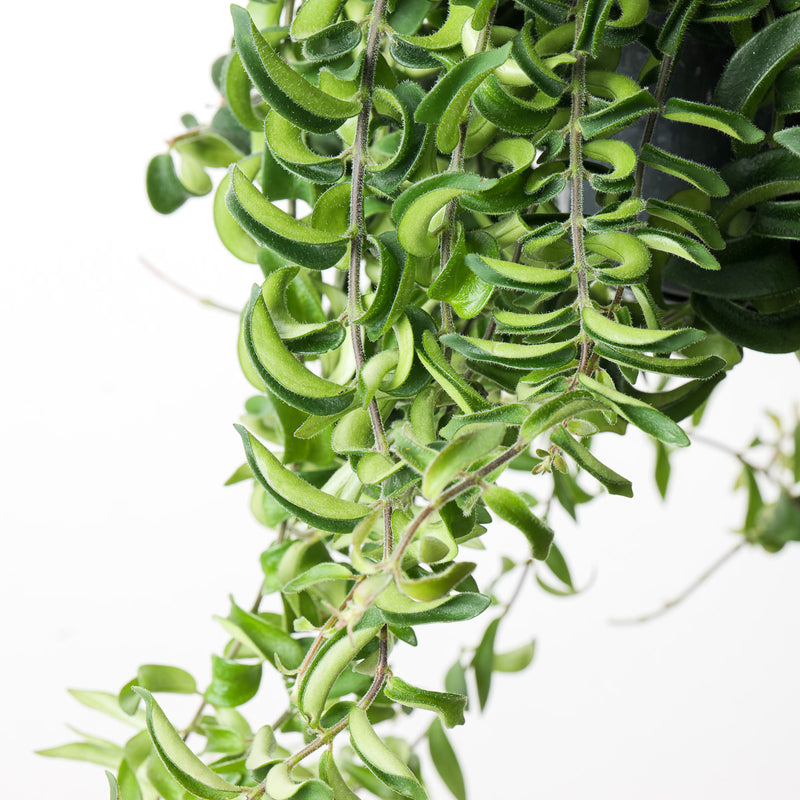 Aeschynanthus radicans 'Twister' — 15cm Hanging