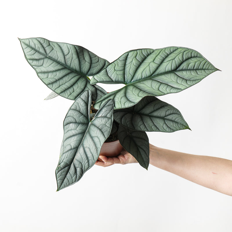 Alocasia sp. 'Grey/Red' 15cm Plants GrowTropicals