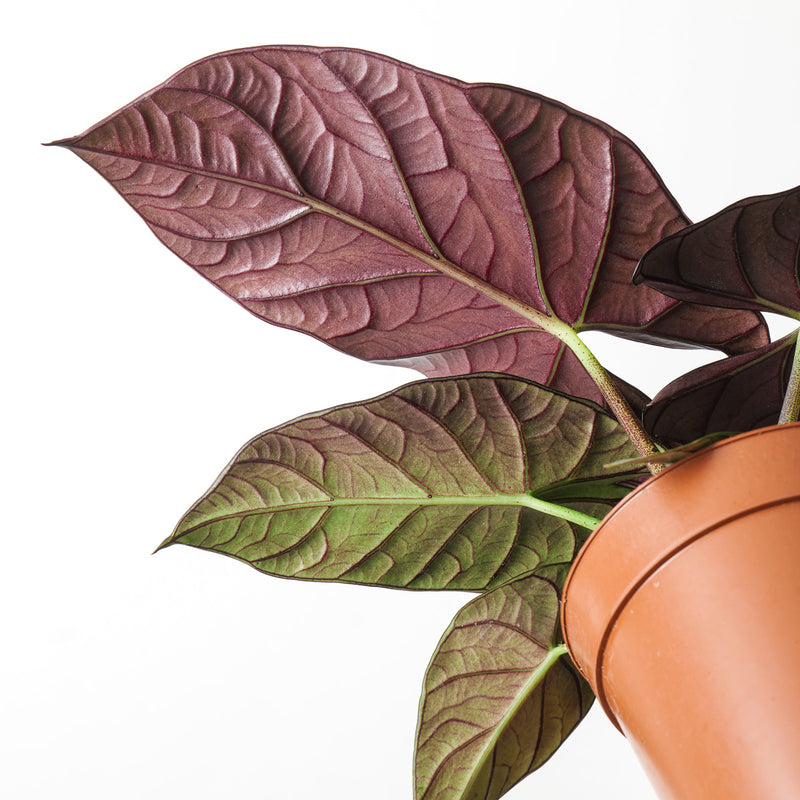 Alocasia sp. 'Grey/Red' — 12cm