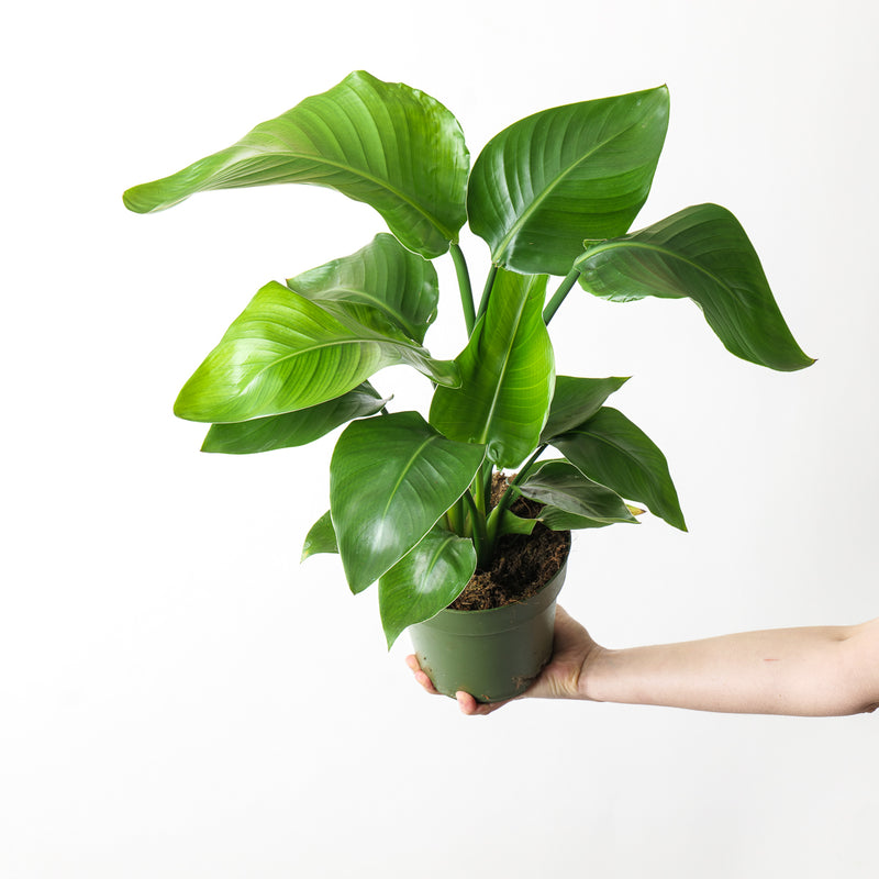 Strelitzia nicolai 17cm Plants GrowTropicals