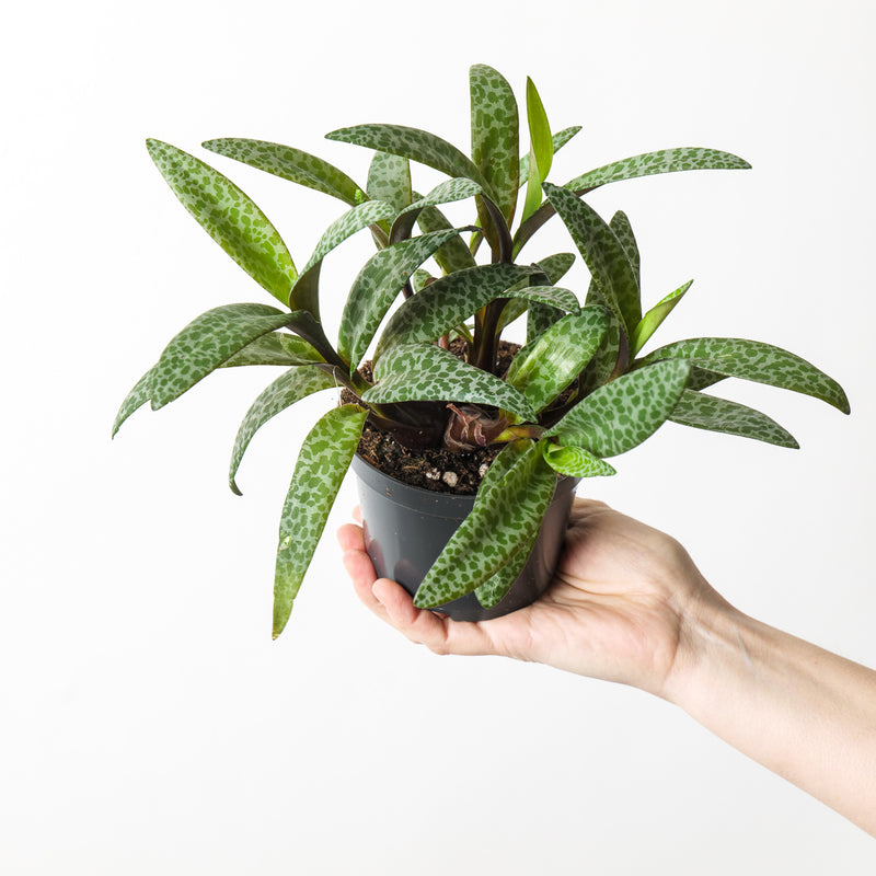 Ledebouria socialis syn. Scilla violacea | Leopard Lilly Plants GrowTropicals