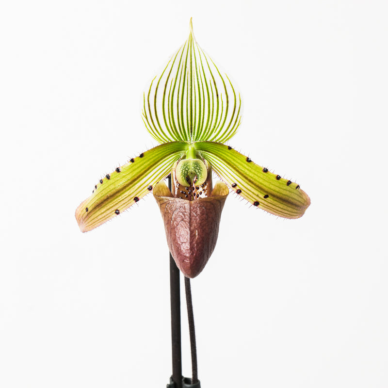 Paphiopedilum sukhakulii Plants GrowTropicals