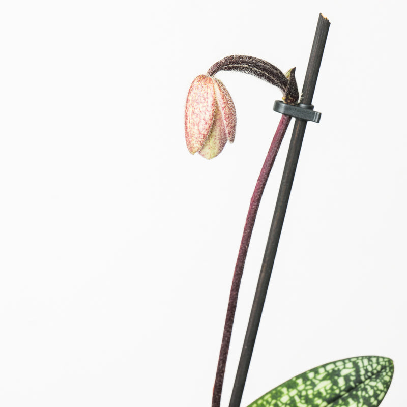 Paphiopedilum delenatii Plants GrowTropicals