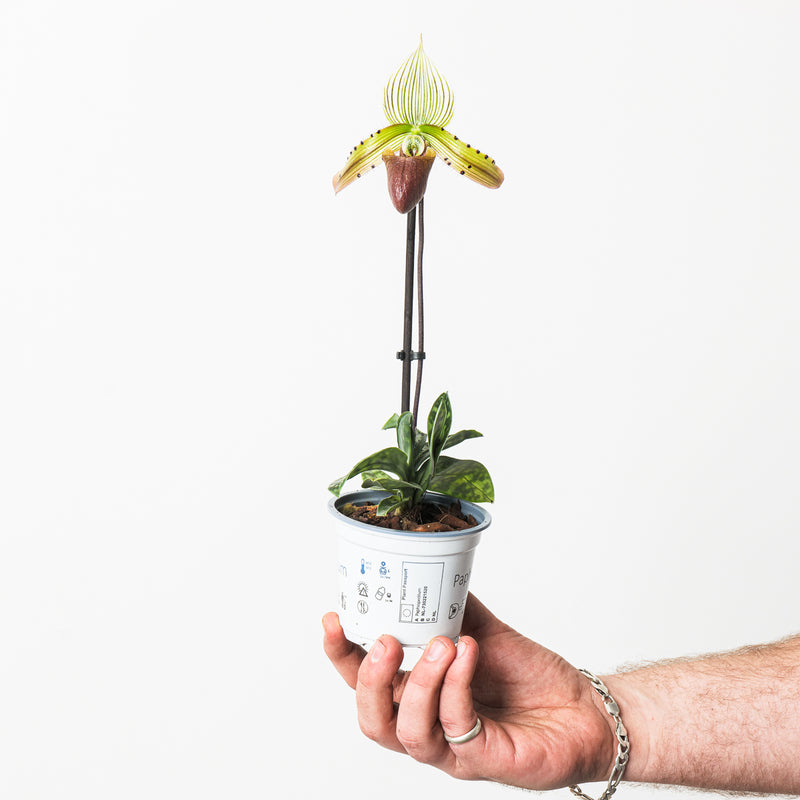 Paphiopedilum sukhakulii 9cm Plants GrowTropicals
