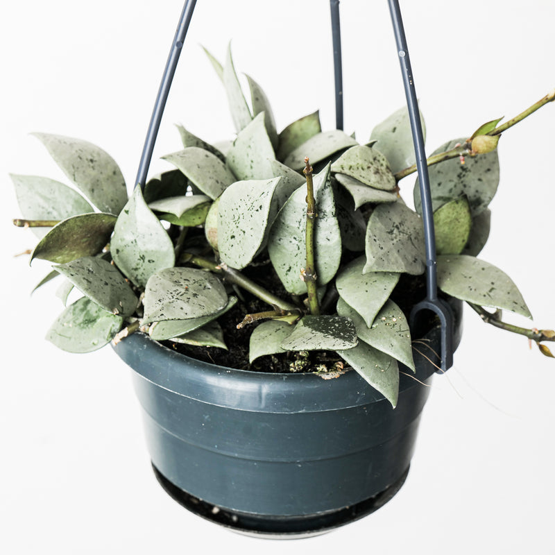 Hoya krohniana 'Eskimo Super Silver' Plants GrowTropicals