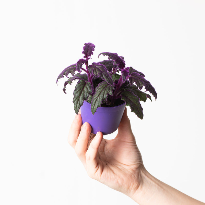 Gynura aurantiaca 'Purple Passion' Plants GrowTropicals