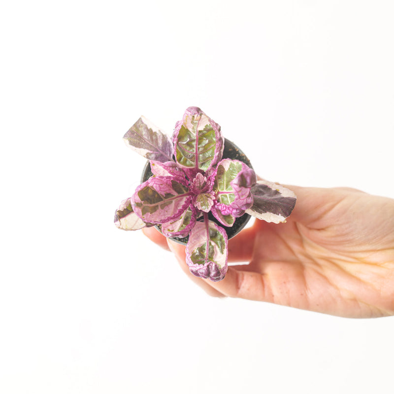 Hemigraphis 'Snow White' 6cm Plants GrowTropicals