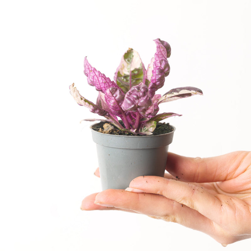Hemigraphis 'Snow White' Plants GrowTropicals