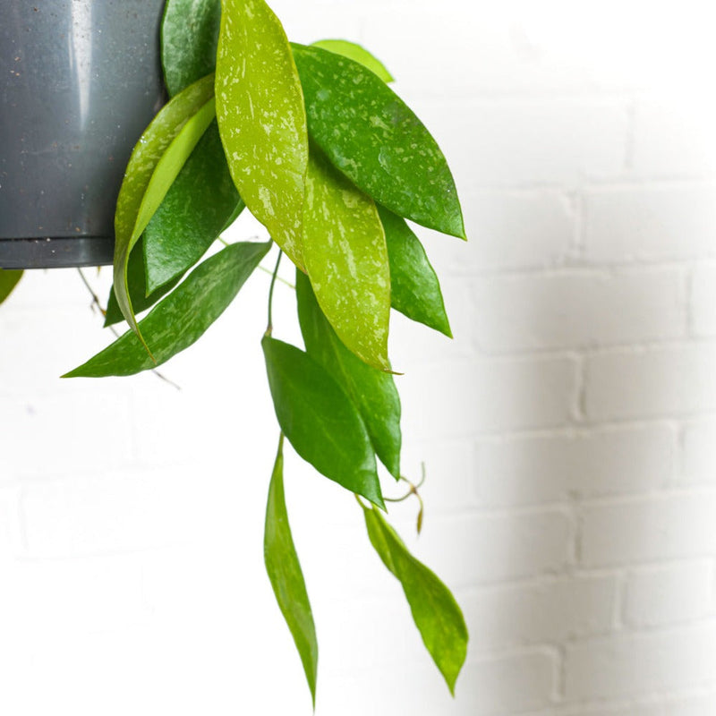 Hoya Gracilis | Hoya Memoria Plants GrowTropicals