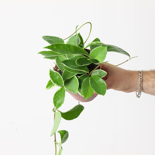 Hoya carnosa 'Krimson Queen' 12cm Plants GrowTropicals