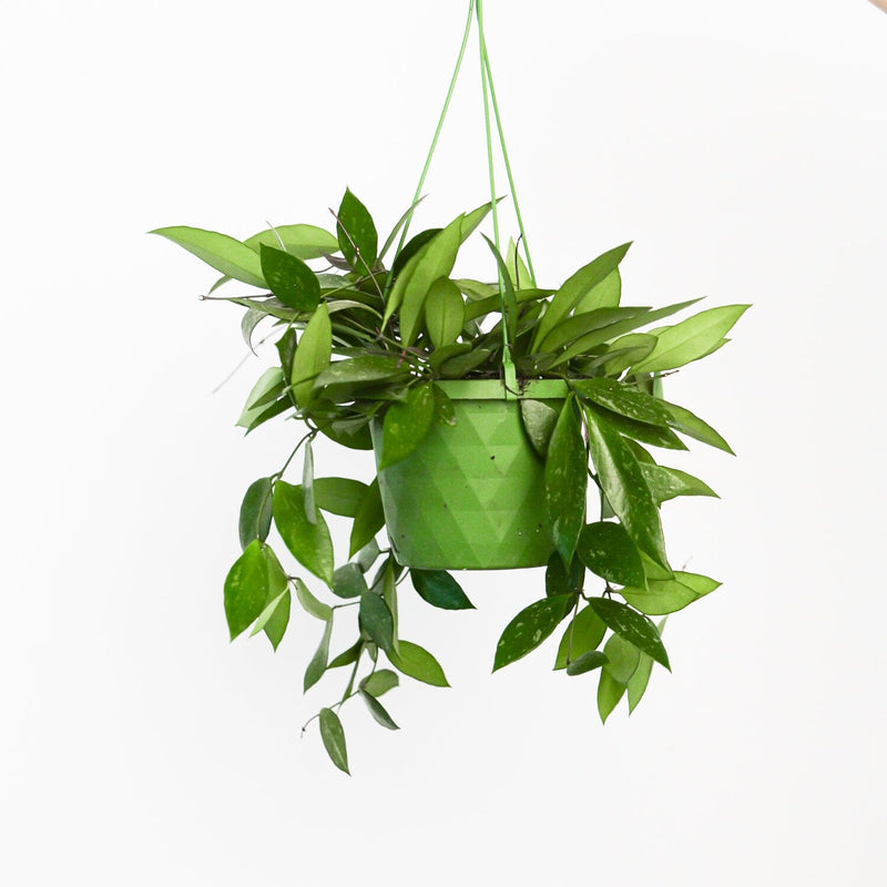 Hoya 'Memoria' Plants GrowTropicals