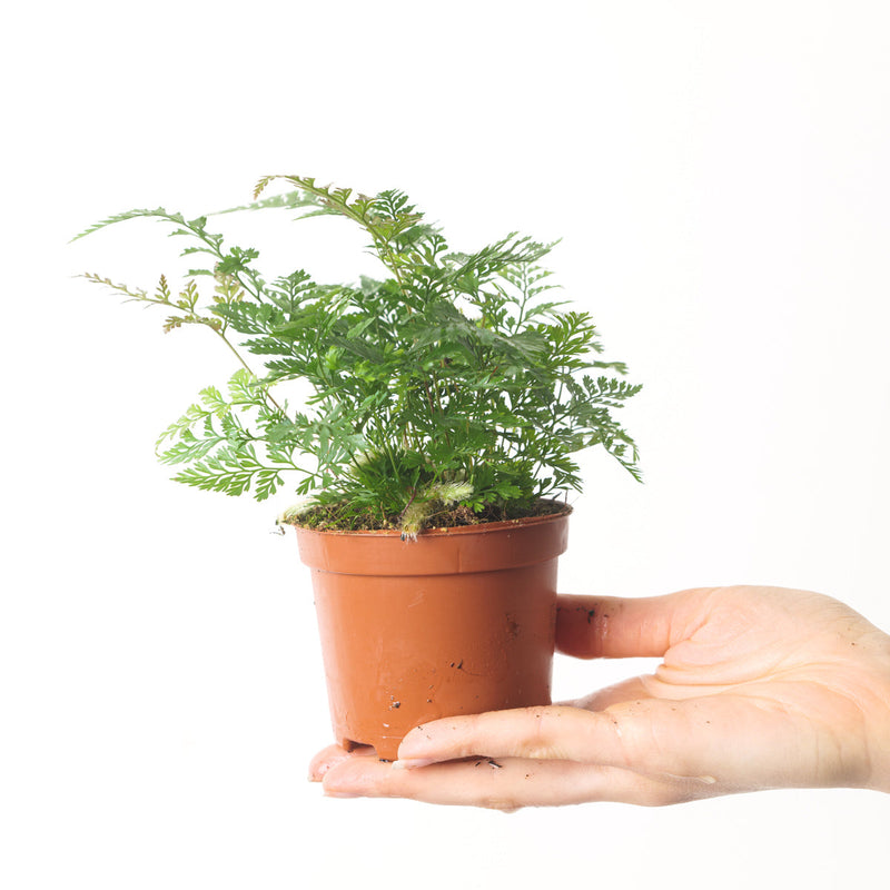 Humata tyermanii (White Rabbit's Foot Fern) — 10.5cm