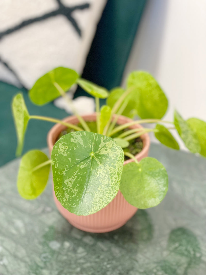 Pilea Peperomioides 'Mojito' Plants GrowTropicals