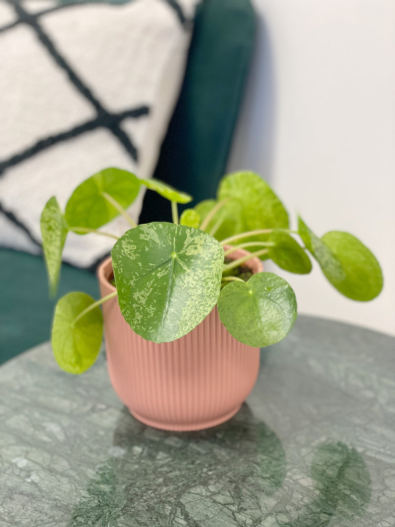 Pilea Peperomioides 'Mojito' Plants GrowTropicals