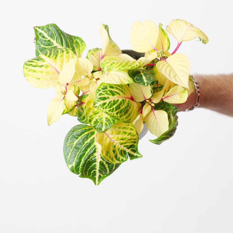 Iresine Goldstar Plants GrowTropicals