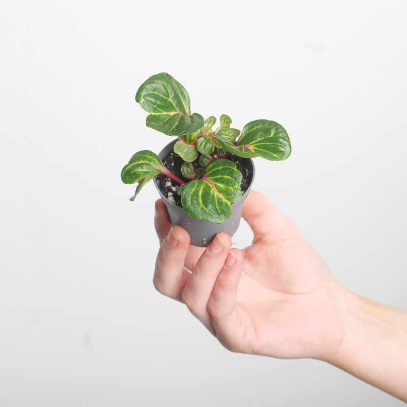 Iresine herbstii — 6cm