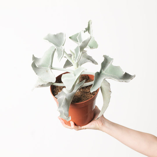 Kalanchoe beharensis 17cm Plants GrowTropicals