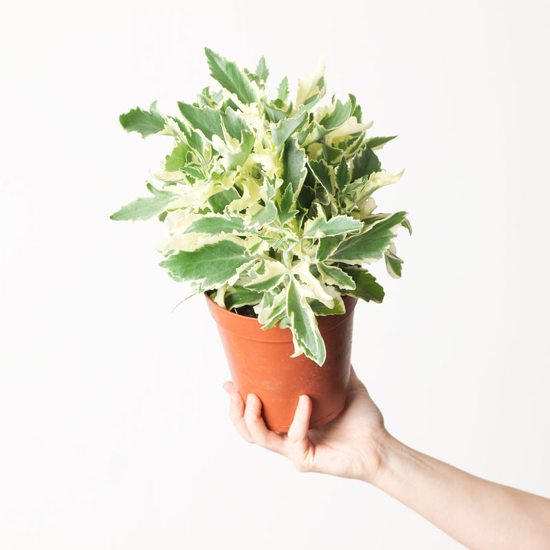 Kalanchoe lanciniata Variegated 17cm Plants GrowTropicals