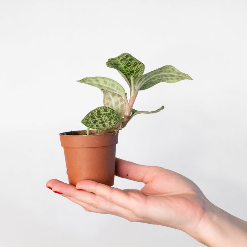 Macodes petola - Jewel Orchid — 6cm