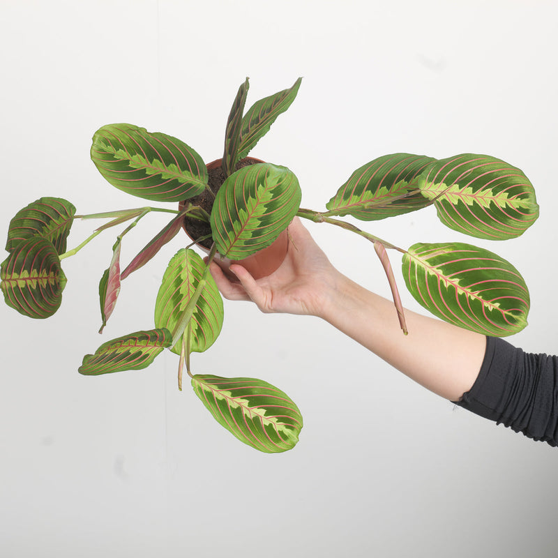 Maranta leuconeura 'Fascinator' Plants GrowTropicals