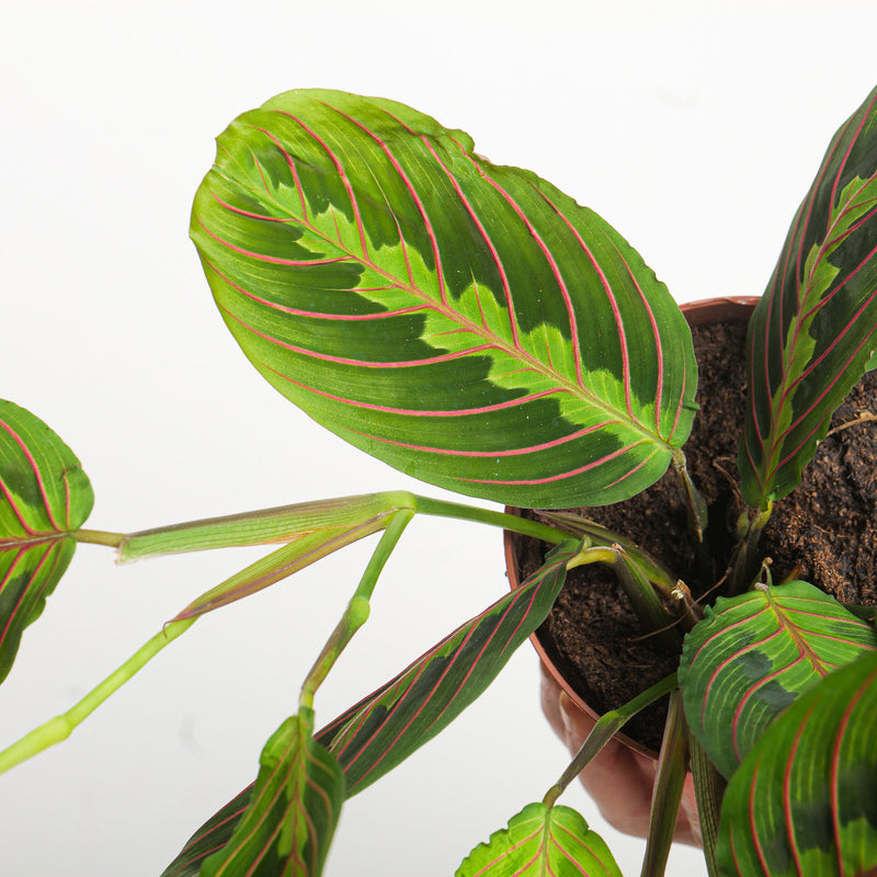 Maranta leuconeura 'Fascinator' — 12cm