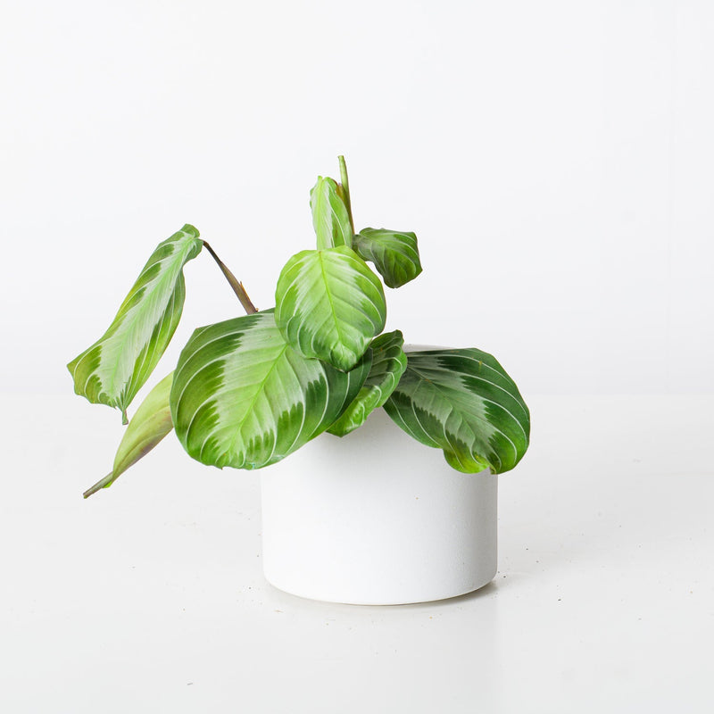 Maranta sp. Silver Band 12cm Plants GrowTropicals