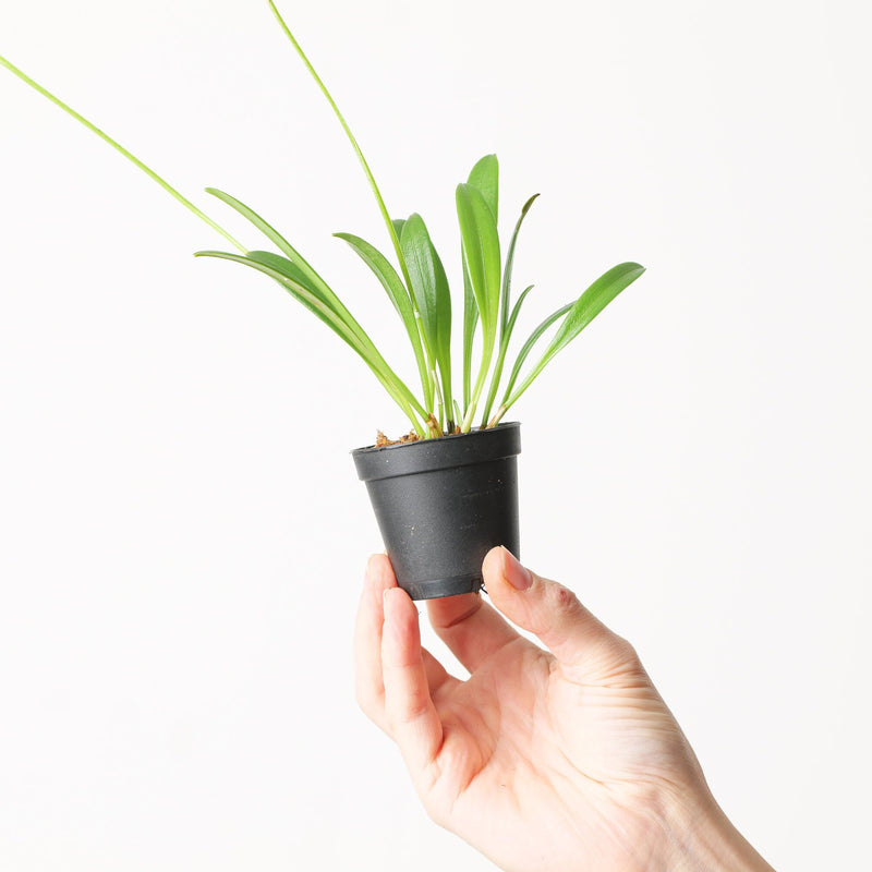 Masdevallia gutullata Plants GrowTropicals