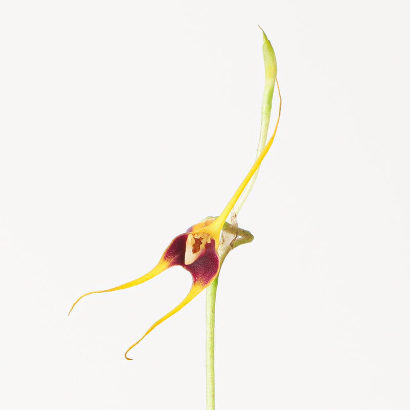 Masdevallia oreas — 6cm
