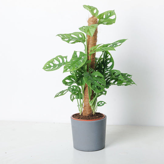 Monstera adansonii 'Monkey Mask' 17cm on Pole Plants GrowTropicals