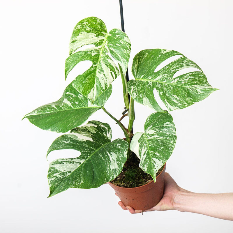 Imperfect Monstera deliciosa Albo Variegata Plants GrowTropicals