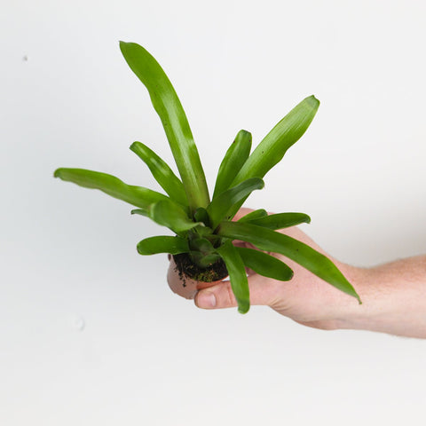 Nidularium schultesianum 'Fireball' Plants GrowTropicals