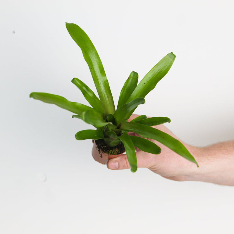 Nidularium schultesianum 'Fireball' Plants GrowTropicals