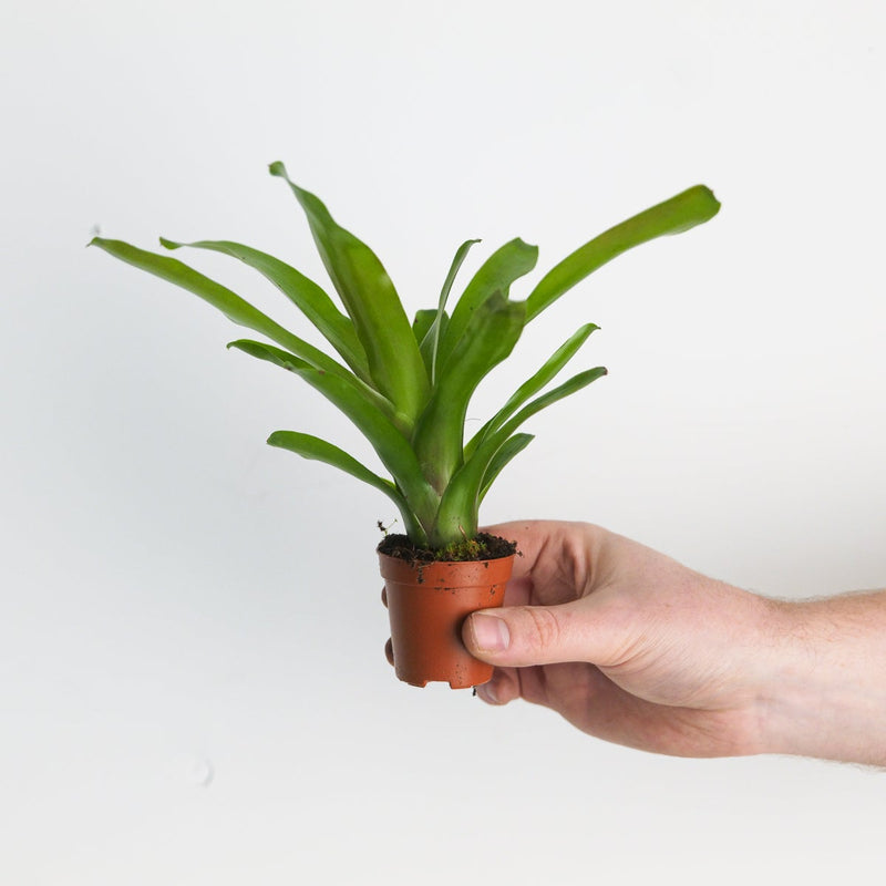 Nidularium schultesianum 'Fireball' — 5.5cm