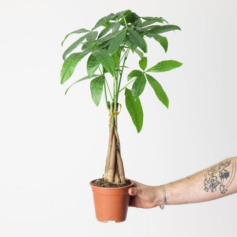 Pachira Aquatica 13cm Plants GrowTropicals