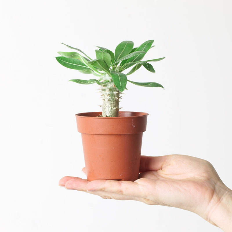 Pachypodium densiflorum Plants GrowTropicals