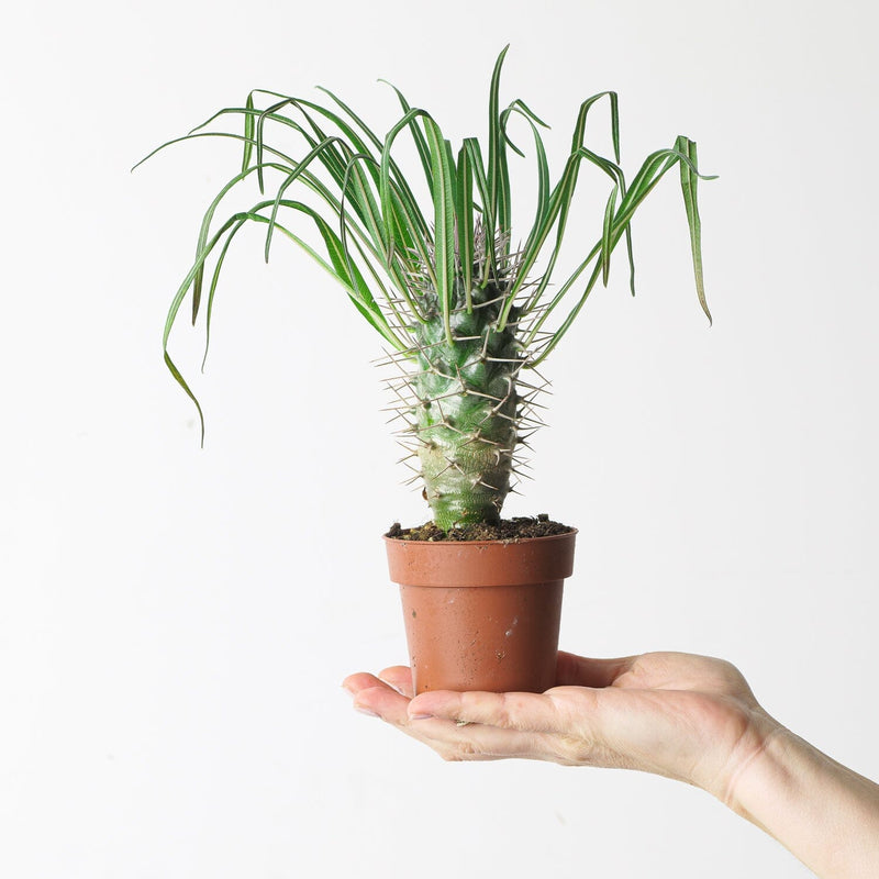 Pachypodium geayi Plants GrowTropicals