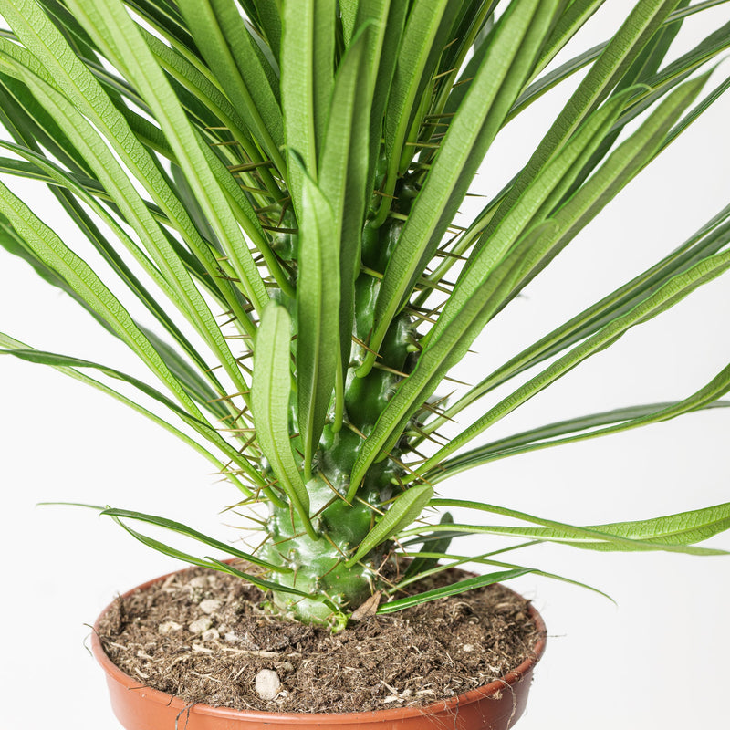 Pachypodium lamerei | Madagascar Palm Plants GrowTropicals