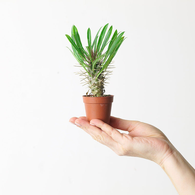 Pachypodium lamerei | Madagascar Palm — 6cm
