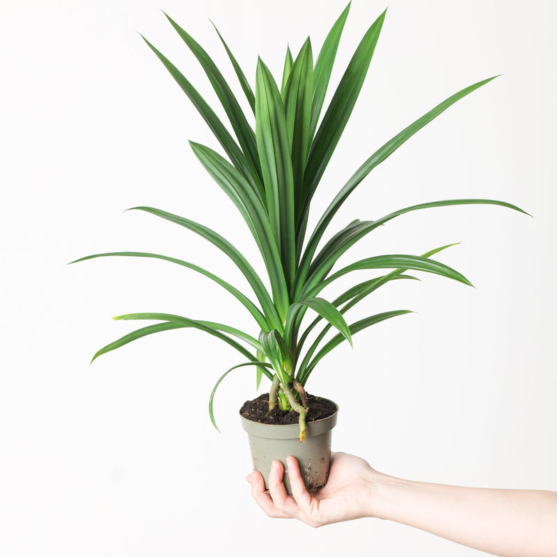 Pandanus veitchii Plants GrowTropicals