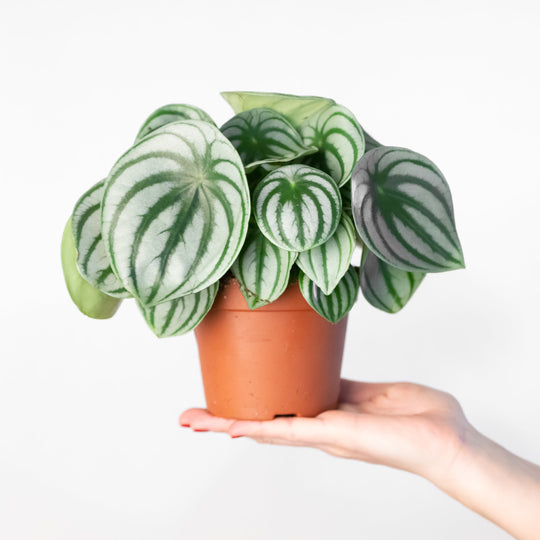 Peperomia argyreia (Watermelon Peperomia) 12cm Plants GrowTropicals