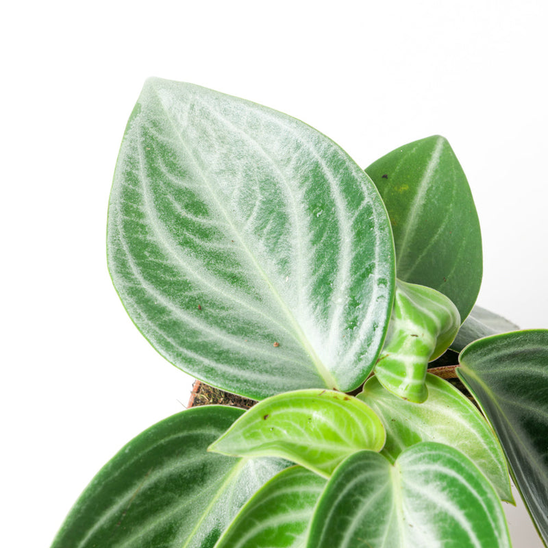 Peperomia pseudovariegata var. sarcophylla — 15cm