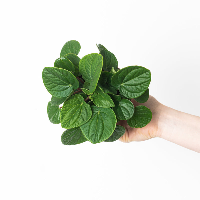 Peperomia rana verde Plants GrowTropicals