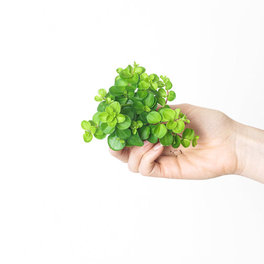 Peperomia rotundifolia 5.5cm Plants GrowTropicals