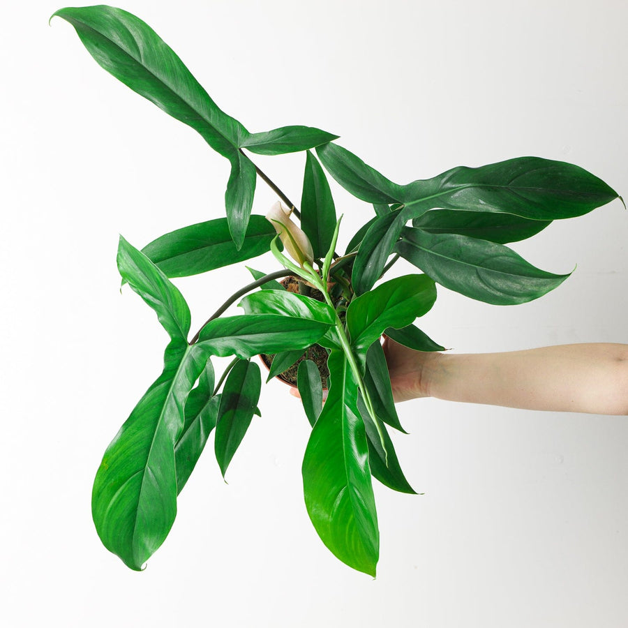 Philodendron 69686 - GROW TROPICALS