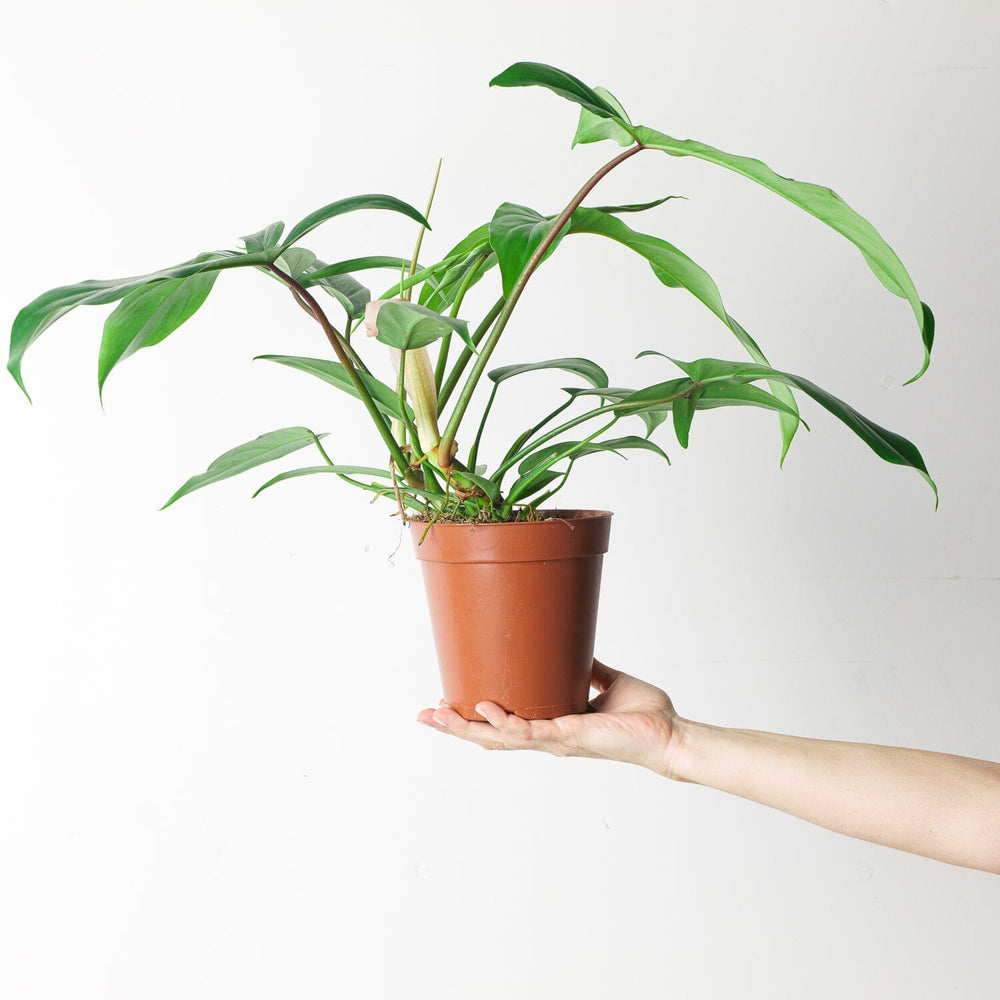 Philodendron 69686 - GROW TROPICALS