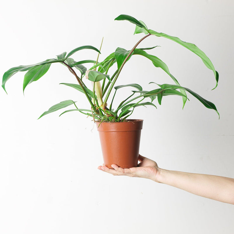 Philodendron 69686 Plants GrowTropicals