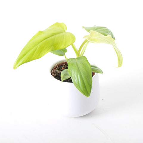 Philodendron Bipennifolium Aurea Golden Violin Plants GrowTropicals