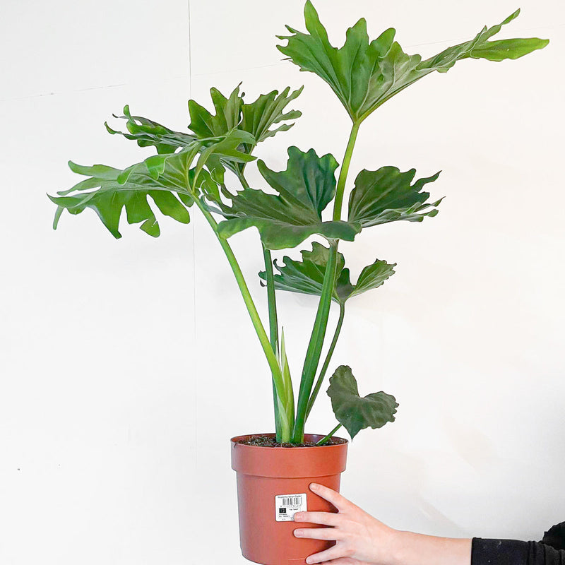 Philodendron bipinnatifidum 'Elefantiana' Plants GrowTropicals