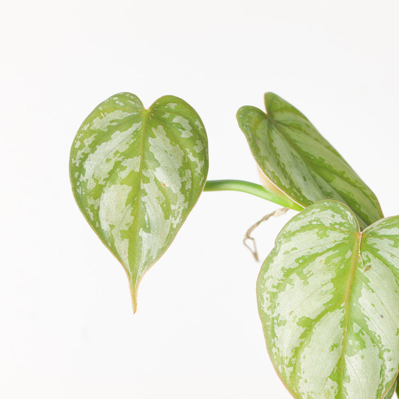 Philodendron brandtianum Plants GrowTropicals
